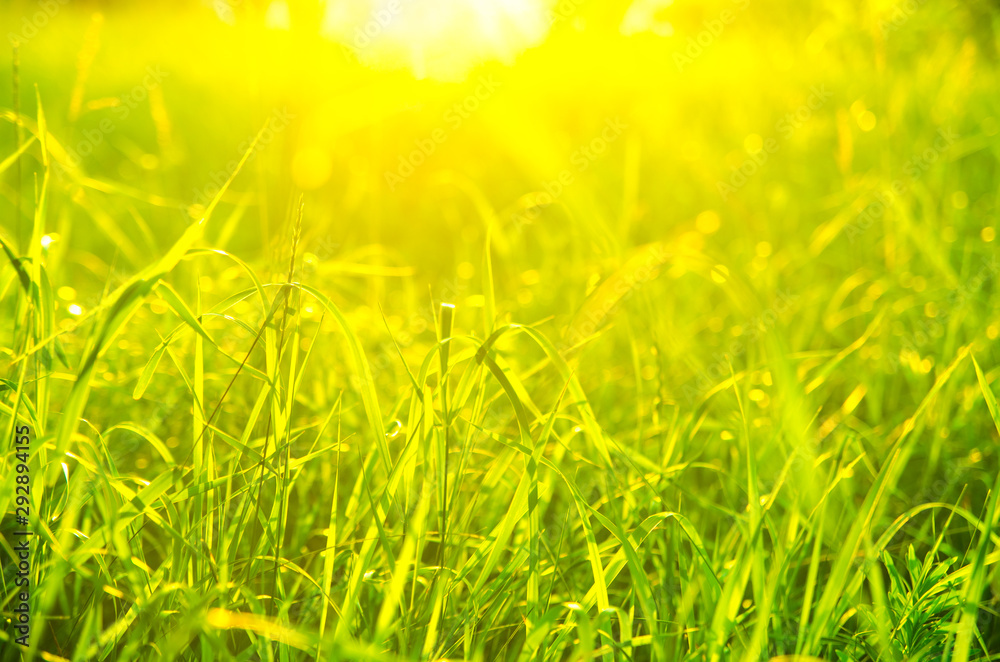 green grass