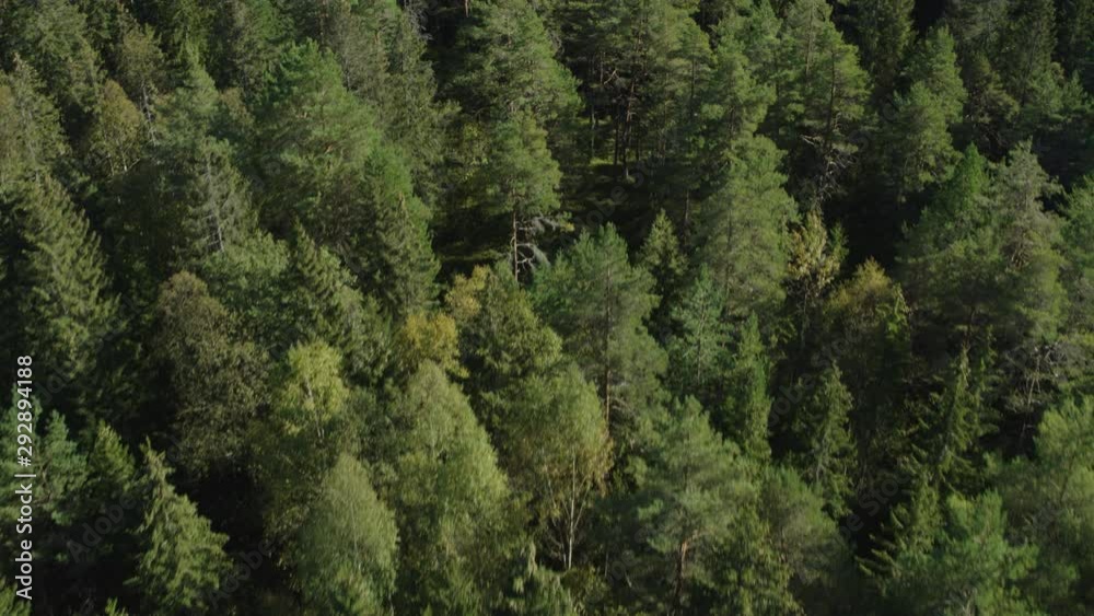 Trees seen from drone on a sunny day Trees seen from drone on a sunny day