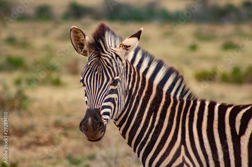Zebra im Kr  ger National Park S  dafrika