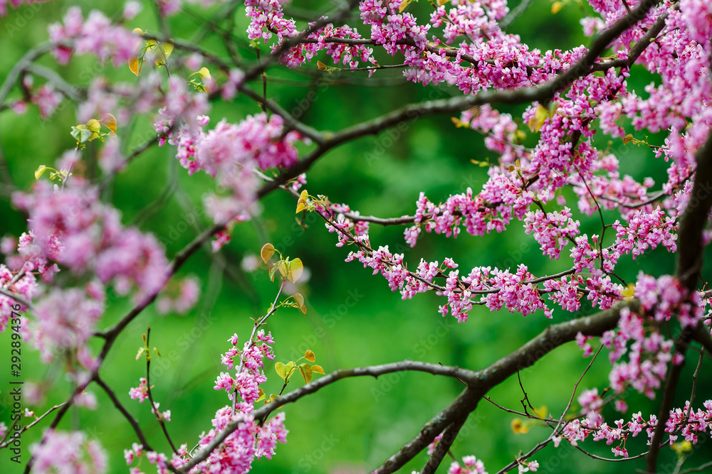 Flowering tree with pink flowers. Green background. Flowering tree with pink flowers. Green background.
