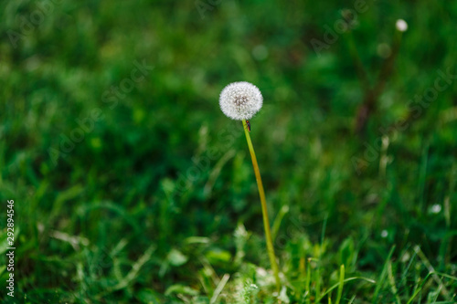 Dandelion on a green field  against the backdrop of nature  background.