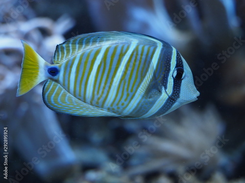 Pazifischer Segelflossendoktorfisch - Zebrasoma velifer