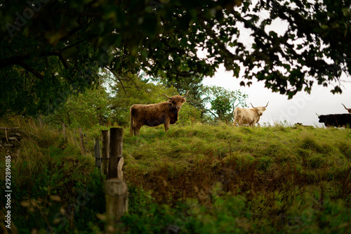 highland cows in Scotland 