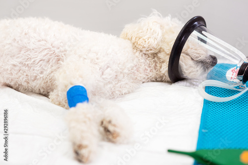 Preoxygenation in a sedated white poodle with a mask prior to intubation .