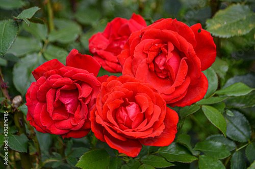 many red roses in a garden