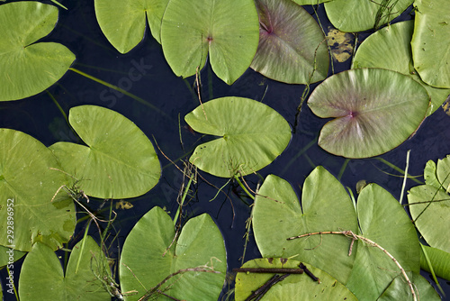 green water plant leaves