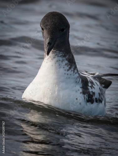 Cape petrel swimming in Antarctic waters. photo