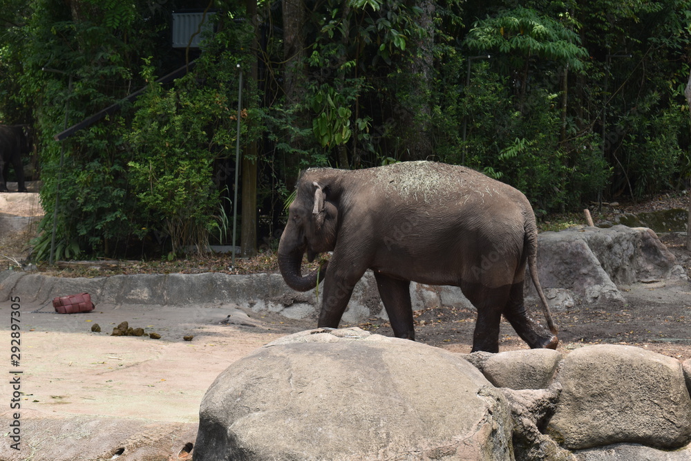 Fototapeta premium elephant walking in the zoo