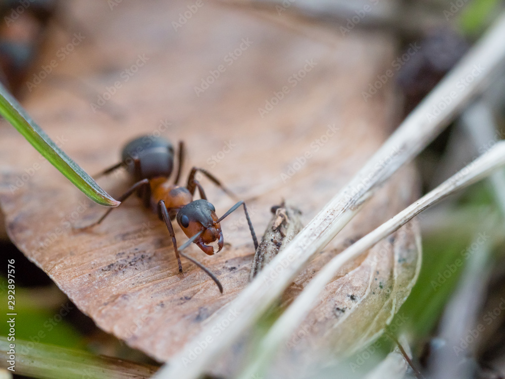Ameise 1 Stock-Foto | Adobe Stock