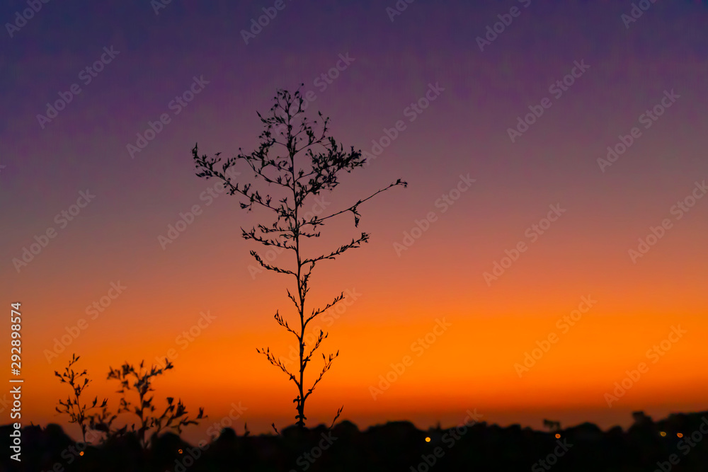 Silhouettes of plants against the background of a colorful sunset sky. Israel