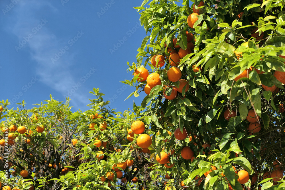 Orange tree branches