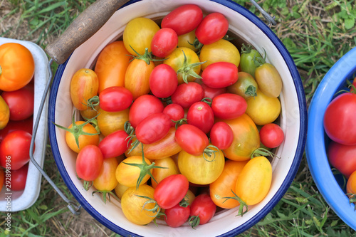 Colorful tomatoes harvest