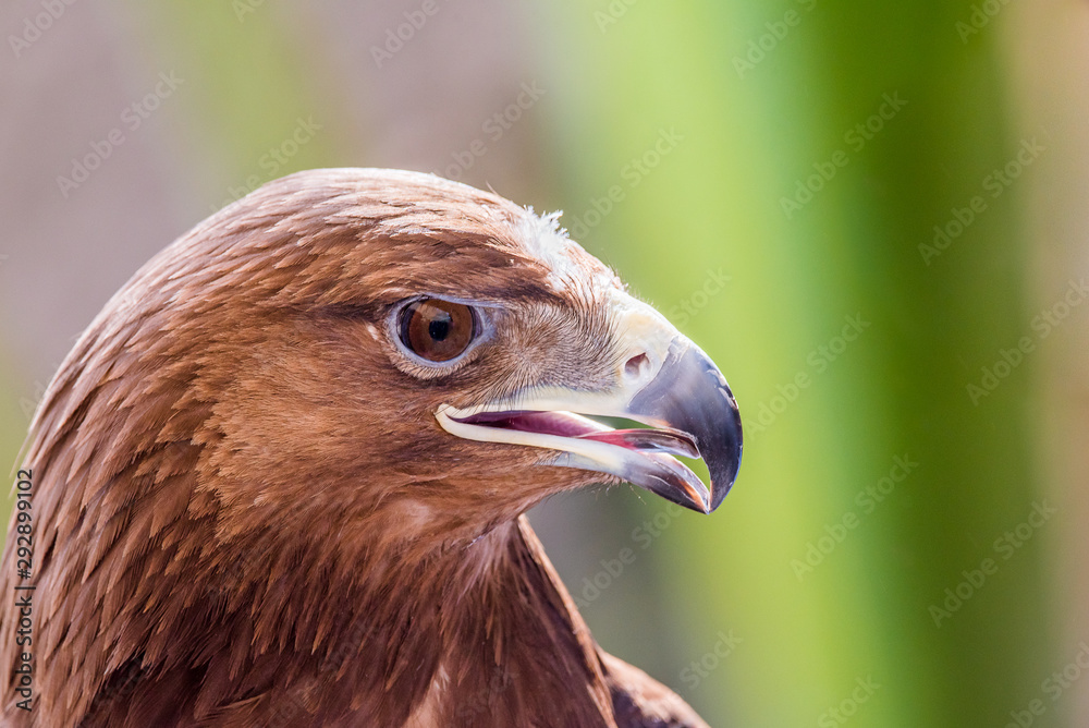 golden eagle peering off from his piercing gazehead of a golden eagle, right side, mouth ajar and piercing eyes golden eagle peering off from his piercing gazehead of a golden eagle, right side, mouth ajar and piercing eyes