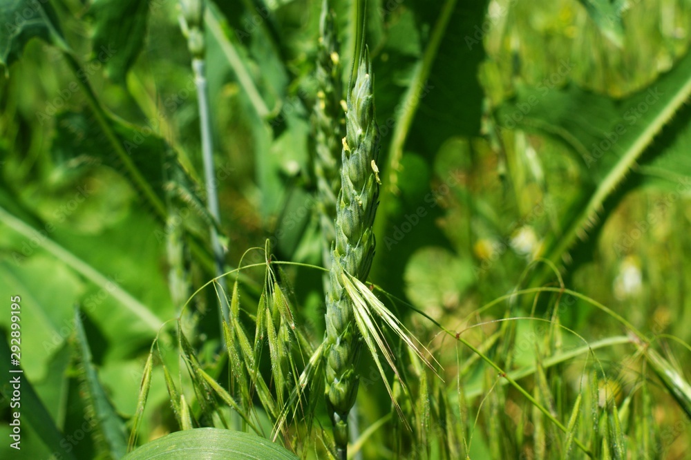 Wild Green grass texture as background image Wild Green grass texture as background image