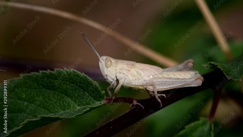 One of the species Common Field Grasshopper his Latin name is Chorthippus brunneus. One of the species Common Field Grasshopper his Latin name is Chorthippus brunneus.