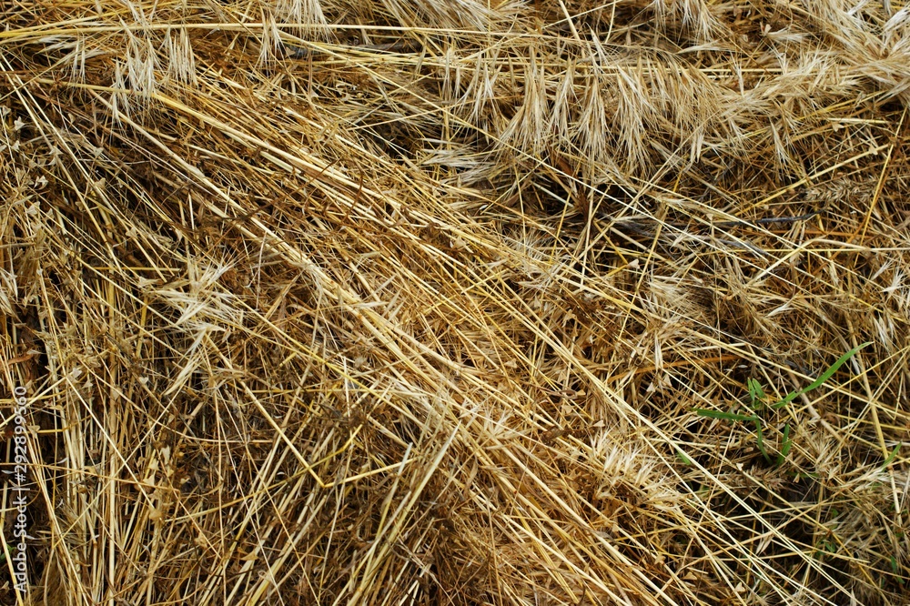 Nice autumn wild dry grass with butterflies Nice autumn wild dry grass with butterflies