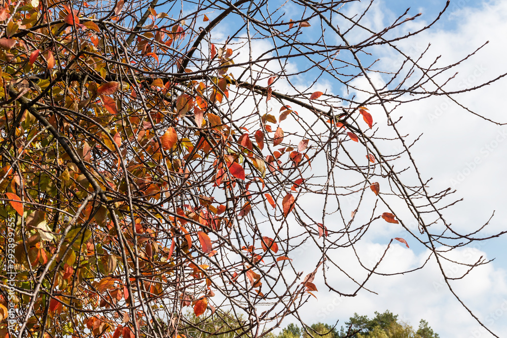 branches with red leaves. Autumn colorful background. branches with red leaves. Autumn colorful background.