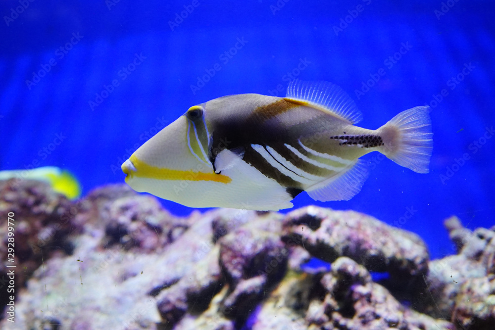 Close up of a swimming tropical marine fish Close up of a swimming tropical marine fish