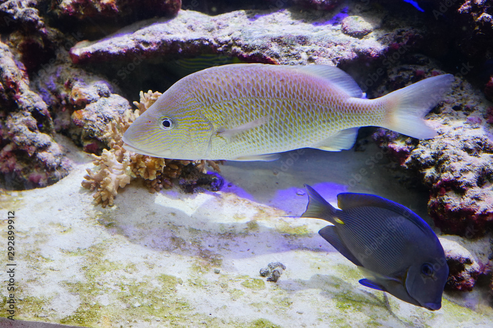 Close up of a swimming tropical marine fish Close up of a swimming tropical marine fish