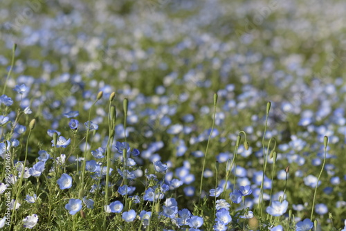 Blue flowers on green background