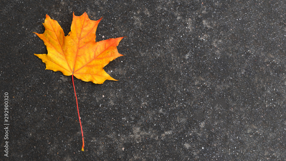 Autumn maple leaf on wet pavement. Copy space. Autumn maple leaf on wet pavement. Copy space.