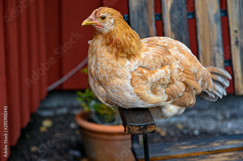 Chicken hen sitting on a garden chair photo