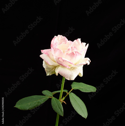 bud of a blooming pink rose with green leaves on a black background