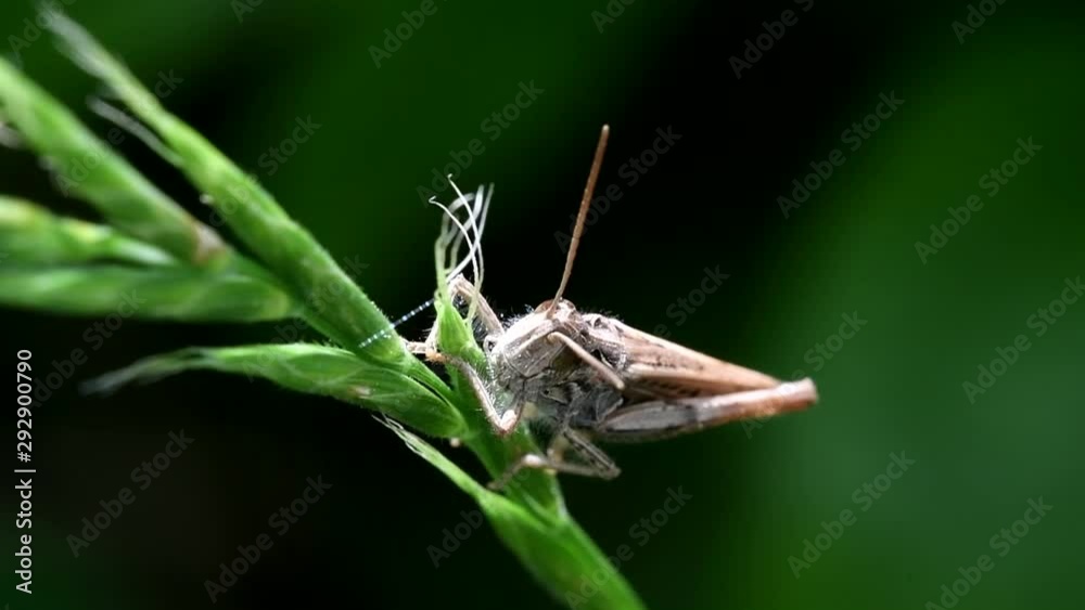 One of the species Common Field Grasshopper his Latin name is Chorthippus brunneus. One of the species Common Field Grasshopper his Latin name is Chorthippus brunneus.