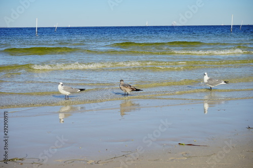 St petersburg beach and sea gull