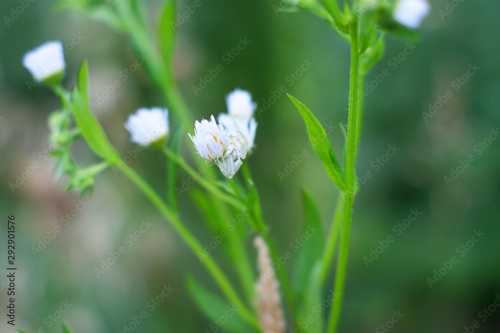Wild Green grass texture as background image Wild Green grass texture as background image