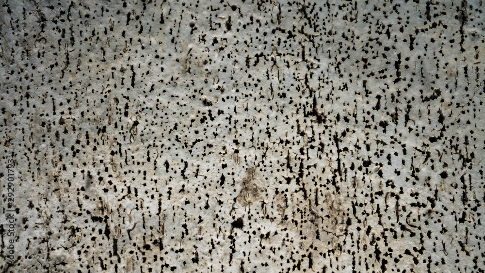 Naklejka premium font liège