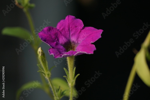 Purple flower isolated on black background