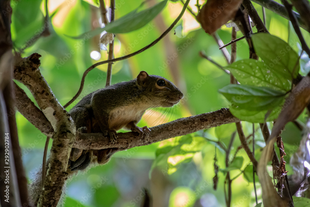 squirrel on tree squirrel on tree