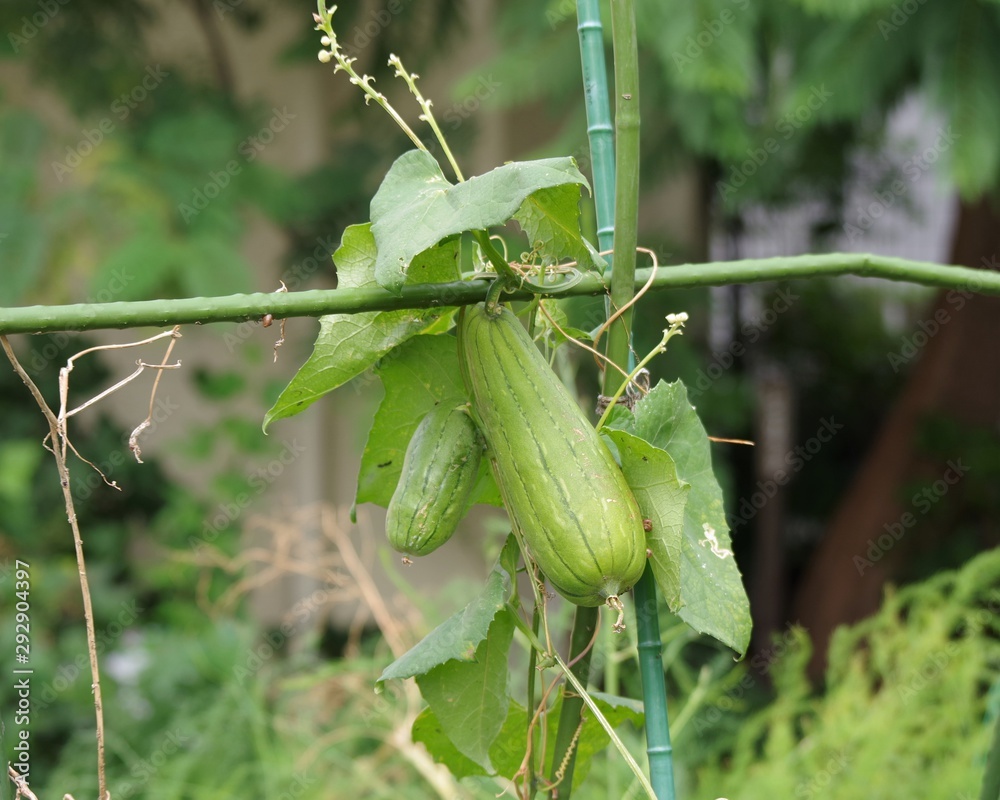 ヘチマ Stock 写真 Adobe Stock
