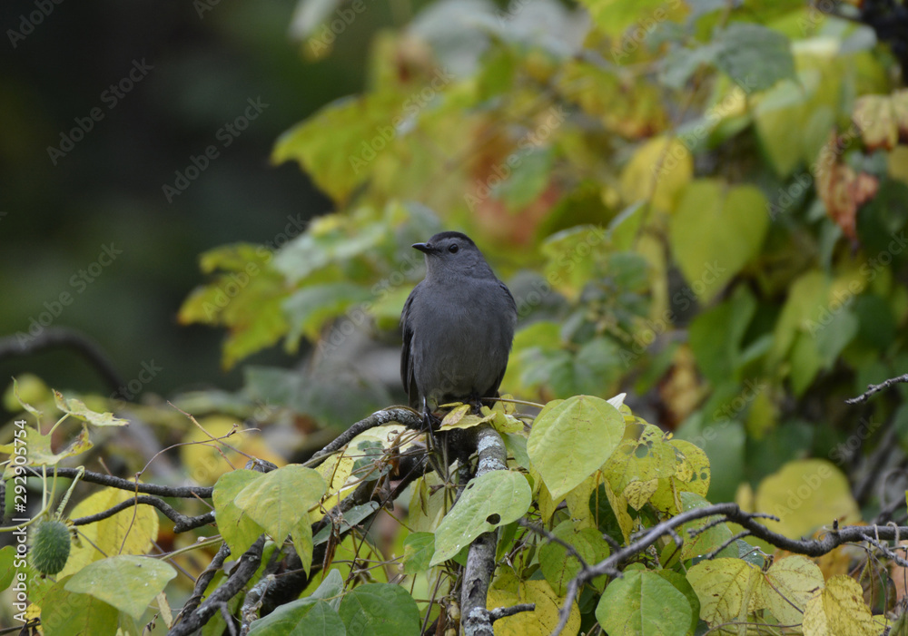 Obraz premium Gray Catbird