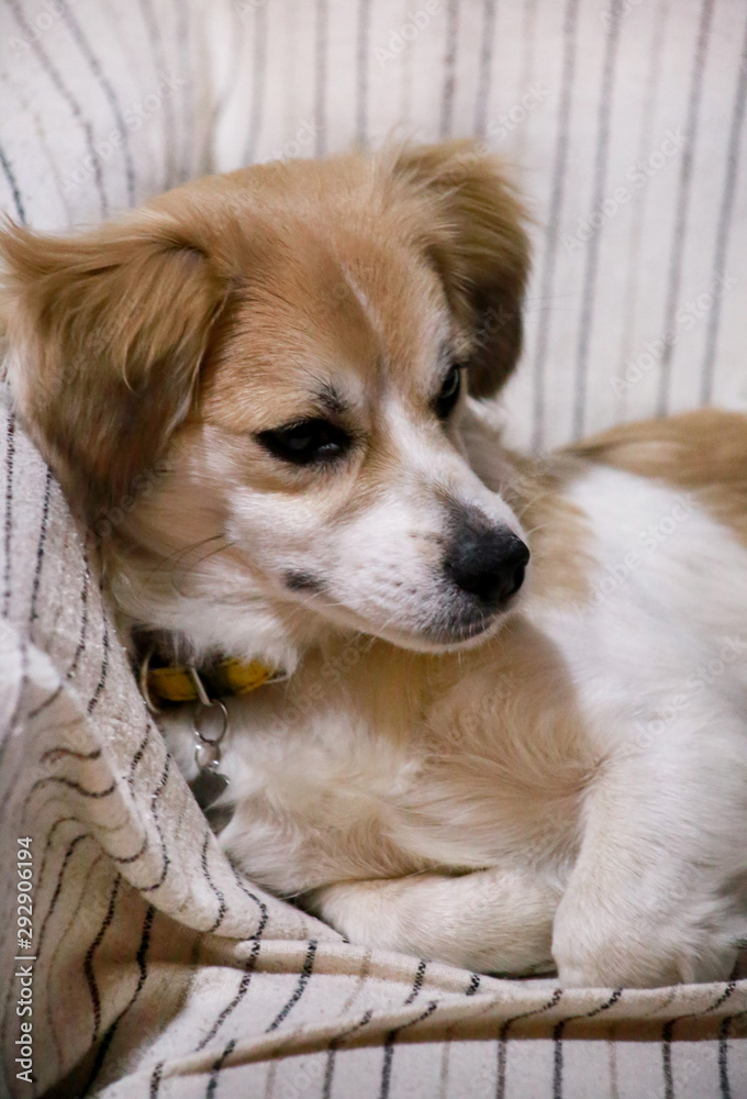 Dog rest at home. Portrait of sweet little mixed breed dog on bed. Cute small half breed dog laying, rest, enjoy and sleep in sofa, couch. Domestic animal, pet concept. Happy life of dog. Pet shop. Dog rest at home. Portrait of sweet little mixed breed dog on bed. Cute small half breed dog laying, rest, enjoy and sleep in sofa, couch. Domestic animal, pet concept. Happy life of dog. Pet shop.