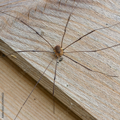Harvestman Spider, Rutland Water, Leicestershire, England, UK.