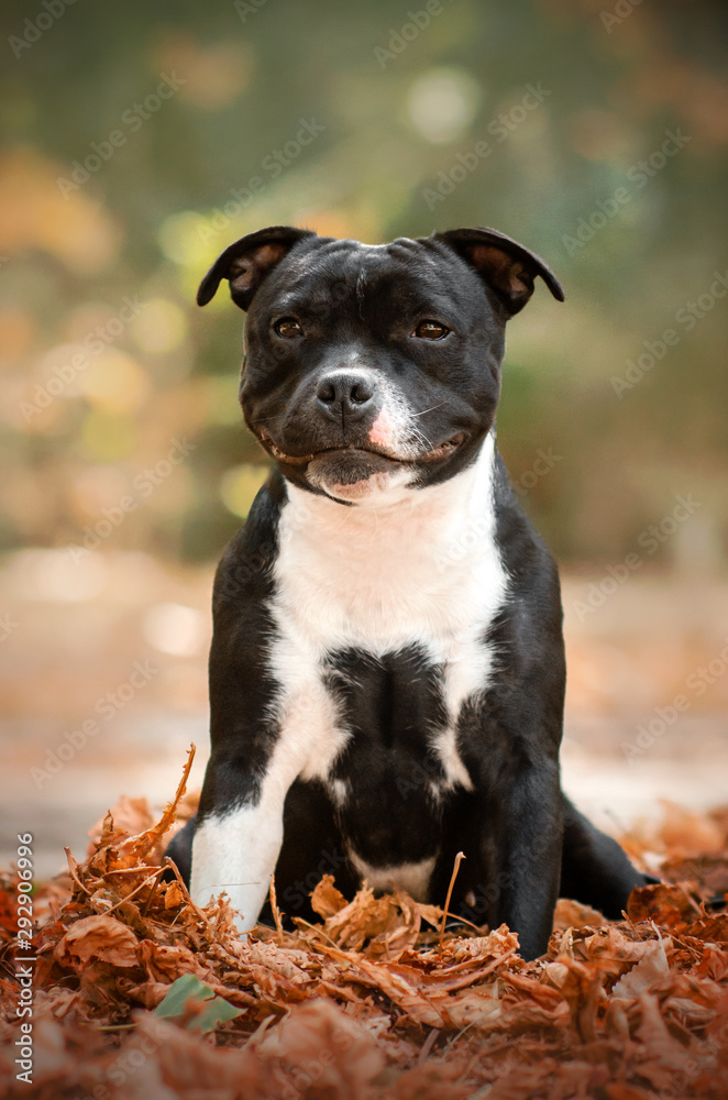 staffordshire bull terrier dog beautiful portrait autumn park