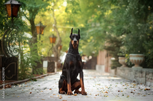 Doberman dog beautiful portrait autumn park photo