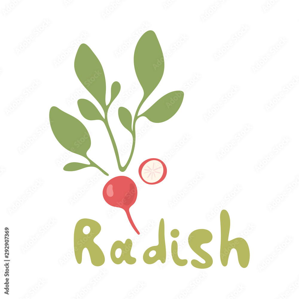 Radish flat design icon isolated on white background. Set of ripe radishes. Vector illustration on white background. Radish flat design icon isolated on white background. Set of ripe radishes. Vector illustration on white background.