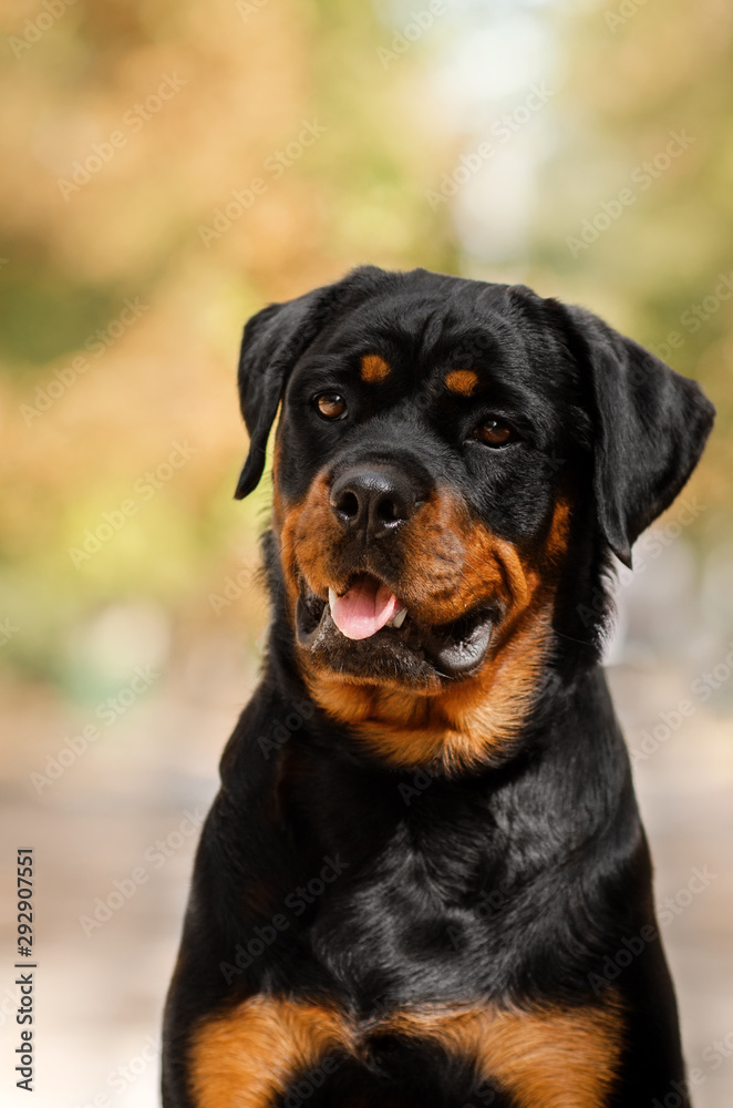 rottweiler dog beautiful portrait spring green park