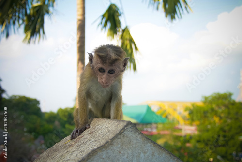 Portrait of the monkey at the wall of ancient Yapahuwa ruins, sri Lanka photo