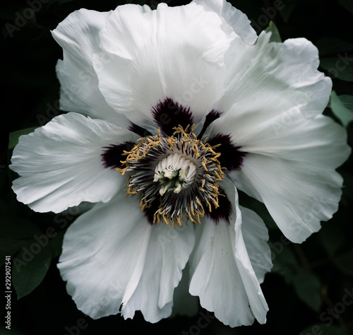 White peony close-up, stylized, on a dark background
