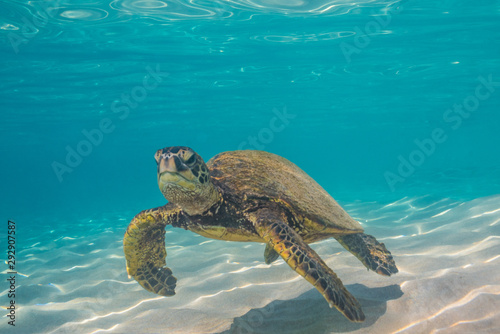 Turtle swimming in clear blue water over sand