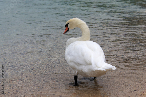 Fototapeta Naklejka Na Ścianę i Meble -  White swan on the lake