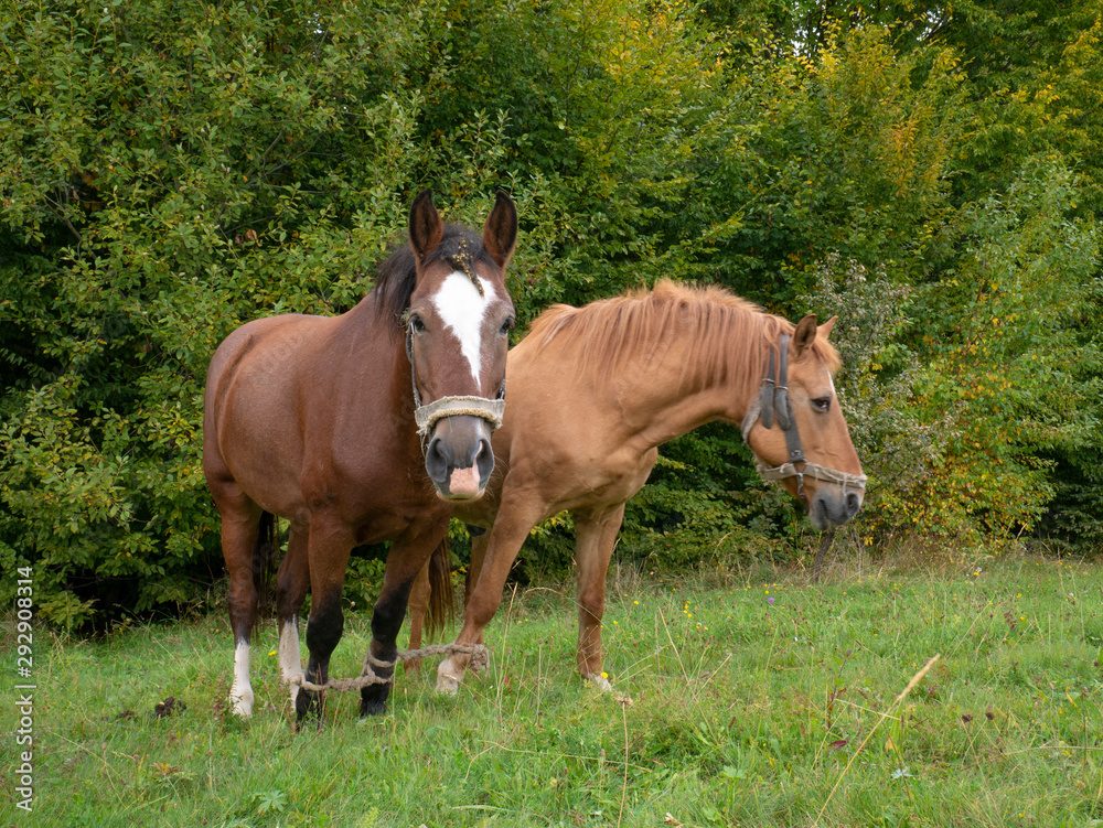 Rural horses in a clearing in the forest