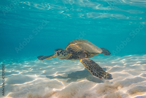 Sea turtle swimming over sand in clear blue water © Melissa