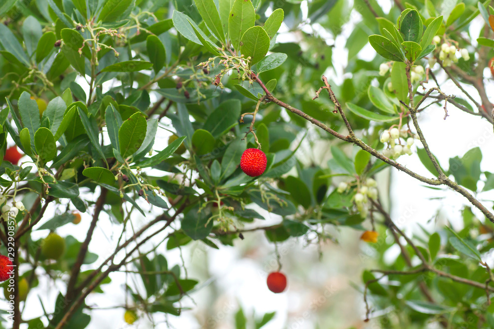 Arbutus unedo or strawberry tree with fruits