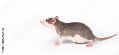 Funny young rat isolated on white. Rodent pets. Domesticated rat close up.