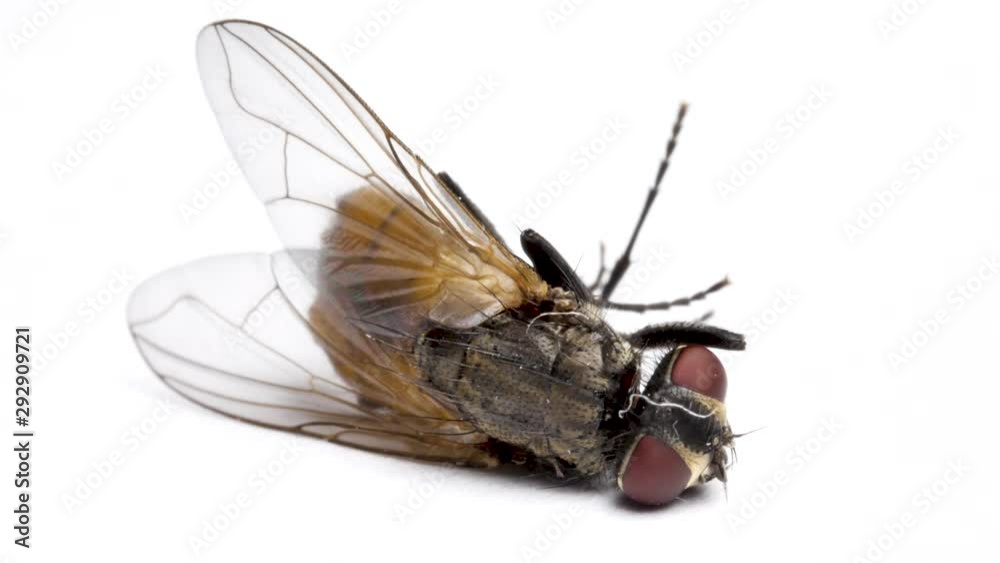 Almost dead fly isolated on white background, macro